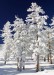 snow_covered_trees-1225