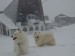 snow-dogs